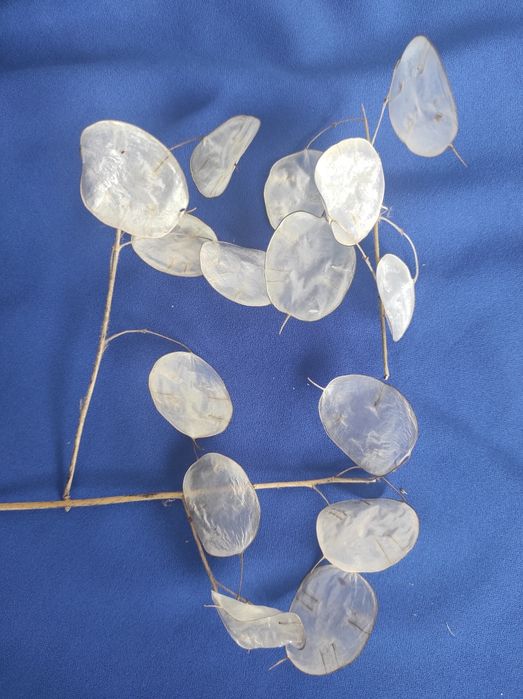 Лунарія  Сухоцвіти  Букетна зелень   Сухоцветы  Великодні кошики  МОХ