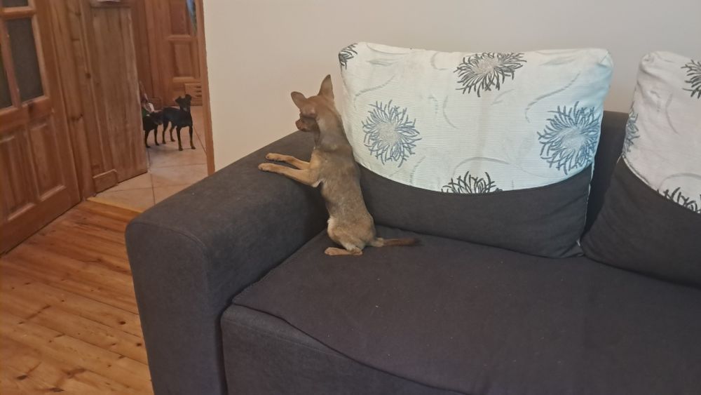 Ratlerek miniaturka suczka