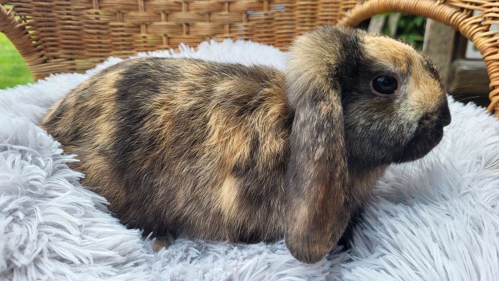 Mini lop mini króliczek, krolik mikiaturka