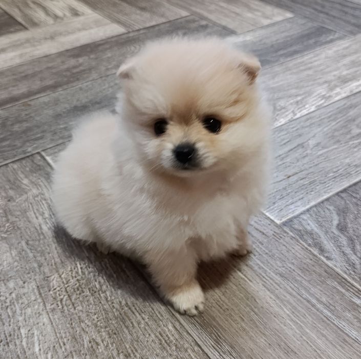 Цуценята померанський шпіц