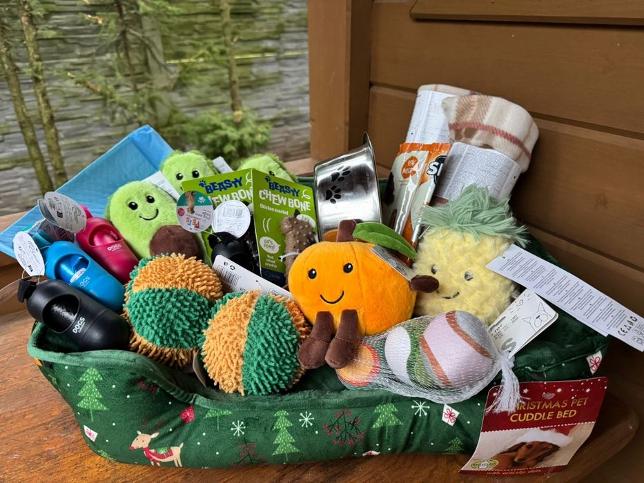 Cudowny piesek jamnik miniaturka blue merle metryka wyprawka