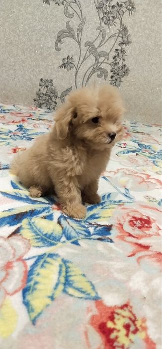 Забавні цуценята Мальті-Пу.