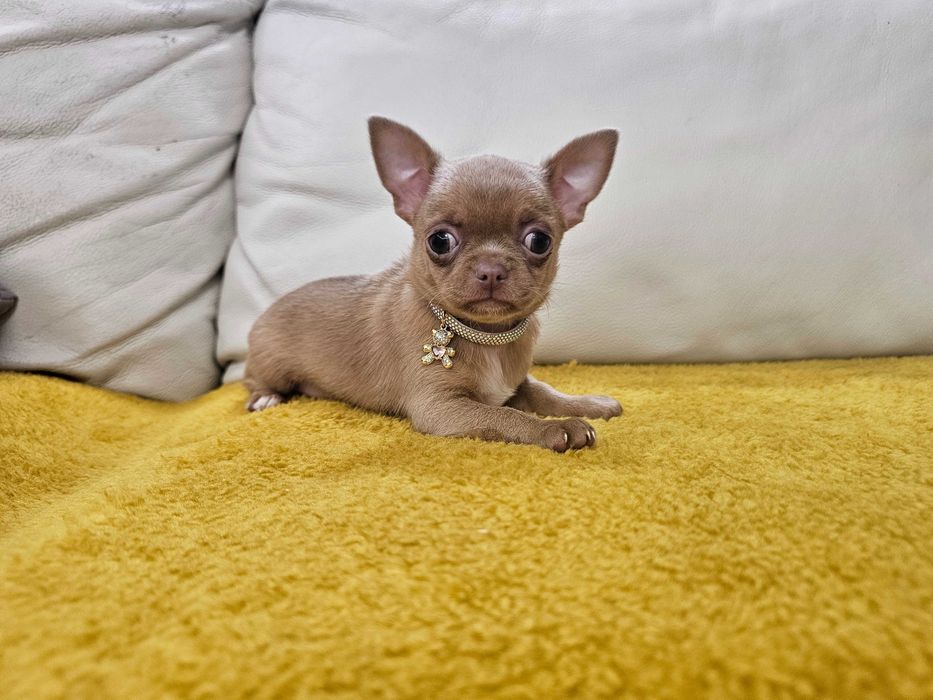 Isabellowa malutka chihuahua