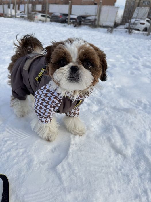 Комбінезон для песика