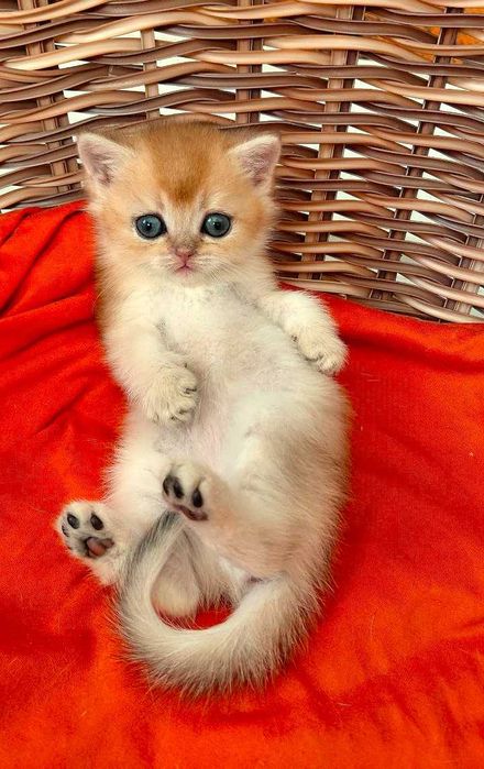 Шотландские котята (ЗОЛОТАЯ ШИНШИЛЛА)
