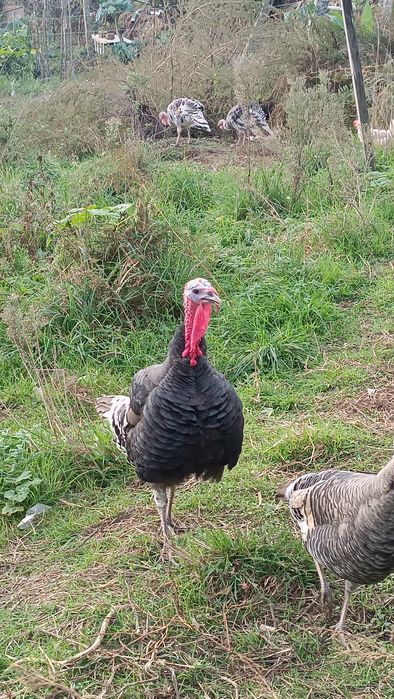 Reserva se perús para o natal
