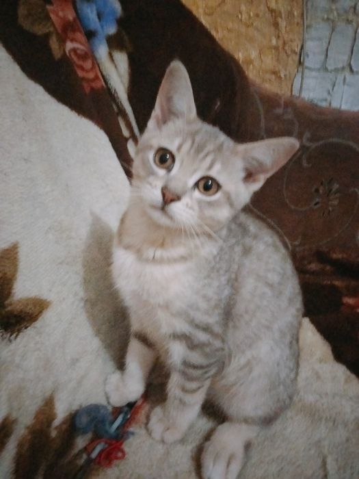 Британська срібляста шиншила мраморний хлопчик