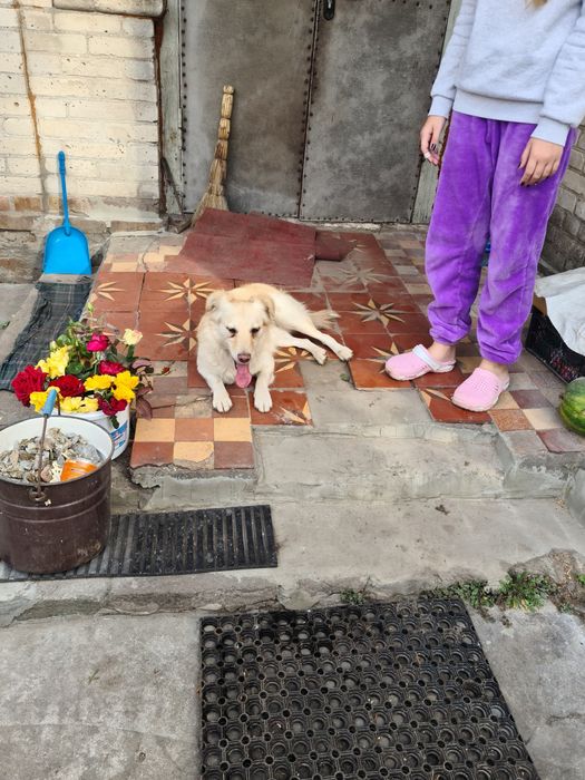 Отдам в добрые руки не на цепь