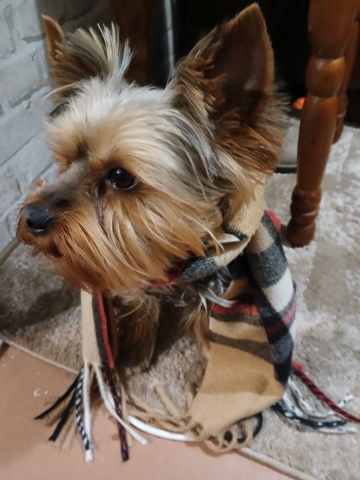 Случка Йорка (родословний) 1000гр