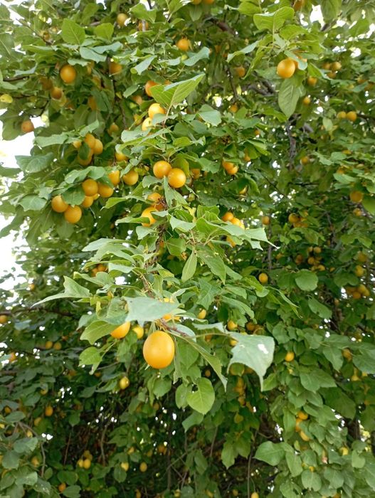 Mirabelka żółta sadzonki