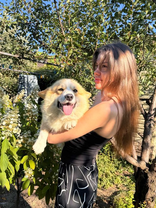 Шикарний Хлопчик Коргі Пемброк