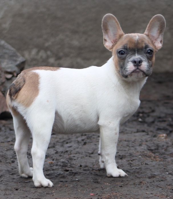 Французький бульдог