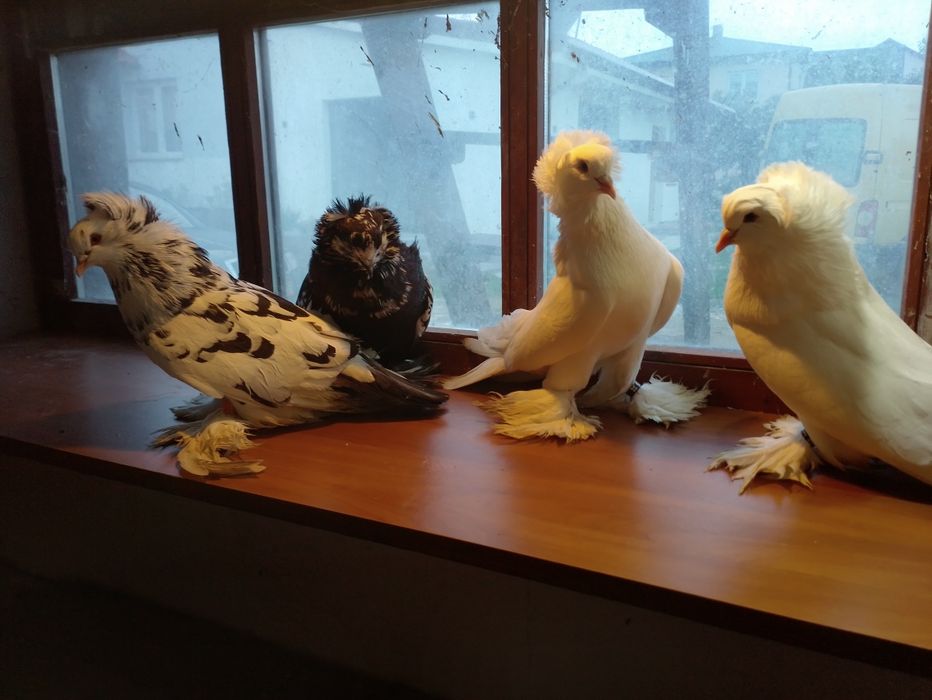 Olbrzymy węgierskie dwa samce i para