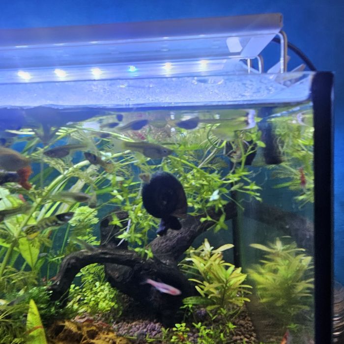 Ślimaki akwariowy zatyczek czarny