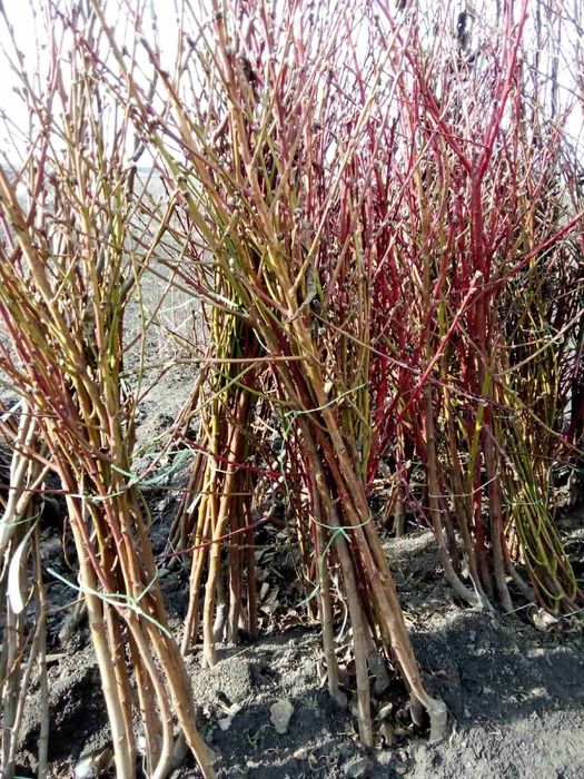 Саженцы плодовых деревьев / Саджанці ОПТ