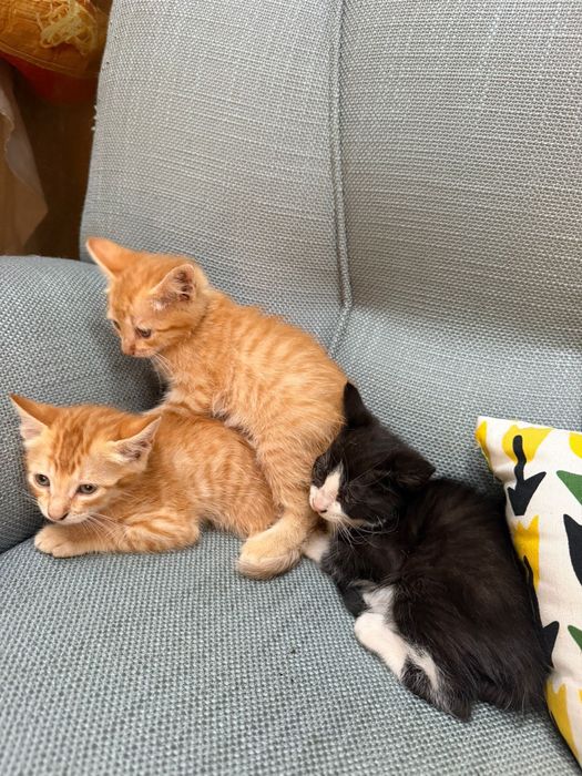 Gatos para  adoção