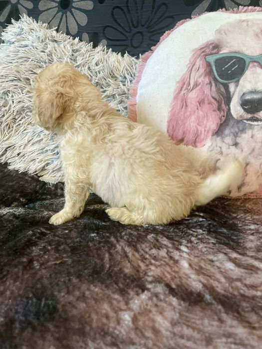 Maltipoo samczyk maltańczyk pudel