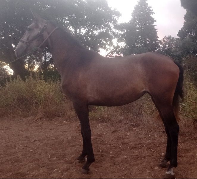 Poldra russa com 3 anos