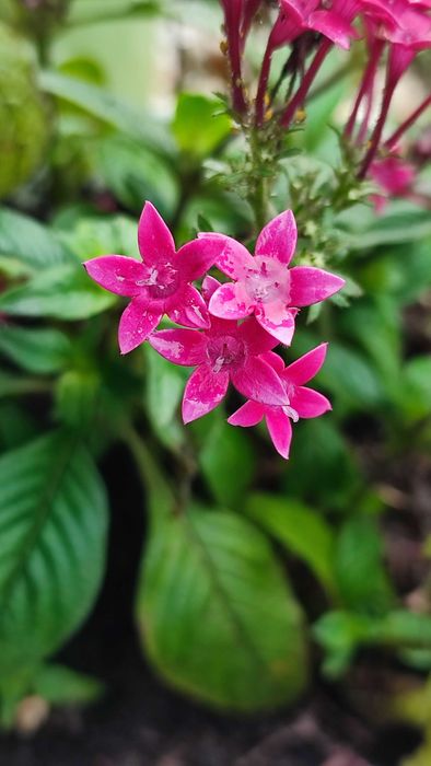 Flores comestíveis frescas