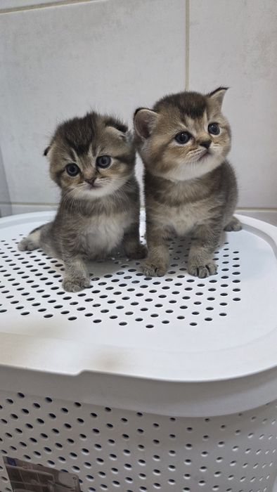 продам шотландських кошенят