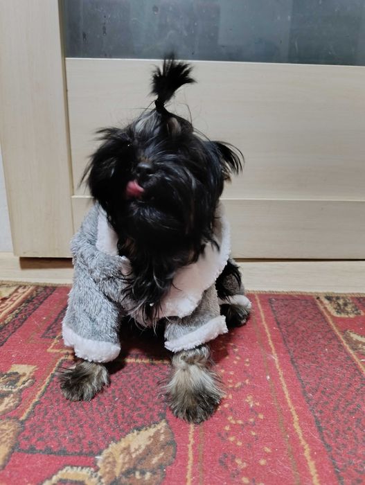 Йорки підрощені живчики