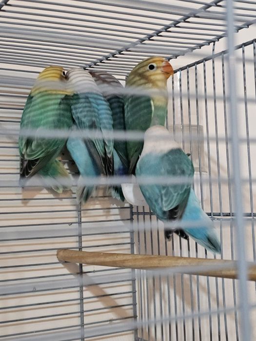 Agapórnis Fischeri
