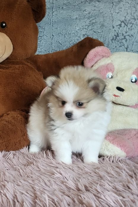 Szpic miniaturowy pomeranian