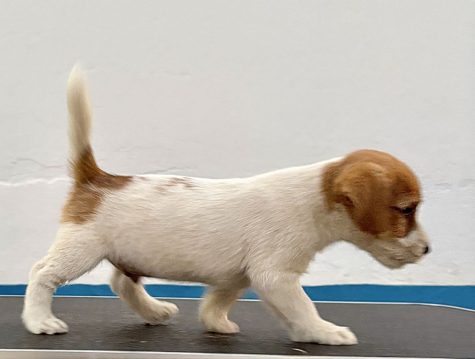 Jack Russell Terrier puppy c/Afixo e LOP