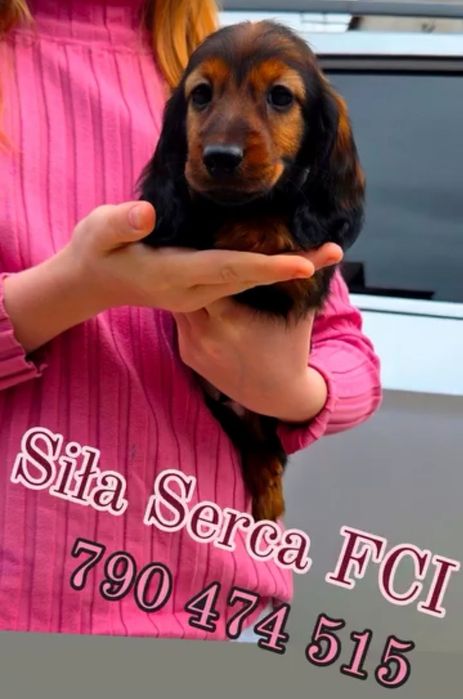 Jamnik króliczy mini FCI ZkwP