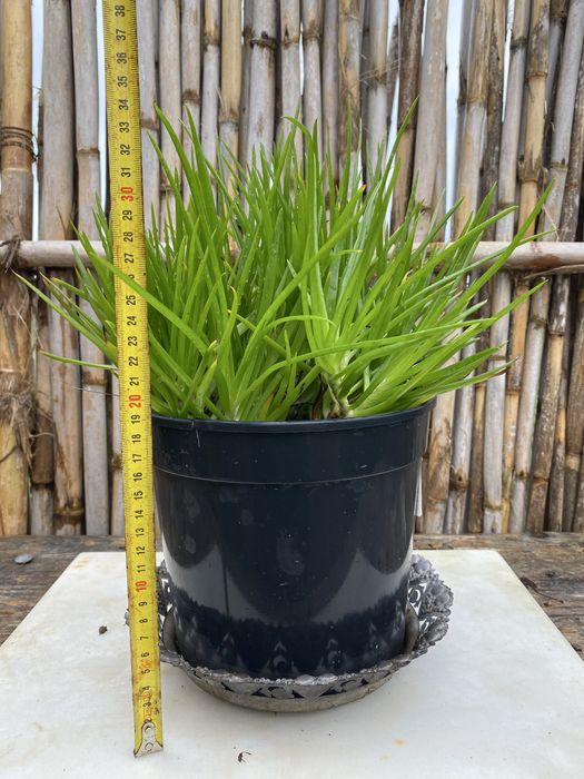 Papiro (Cyperus alternifolius)