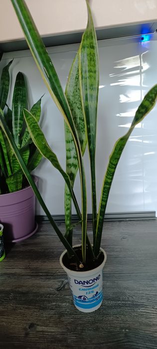 Сансевієрія лауренті високоросла