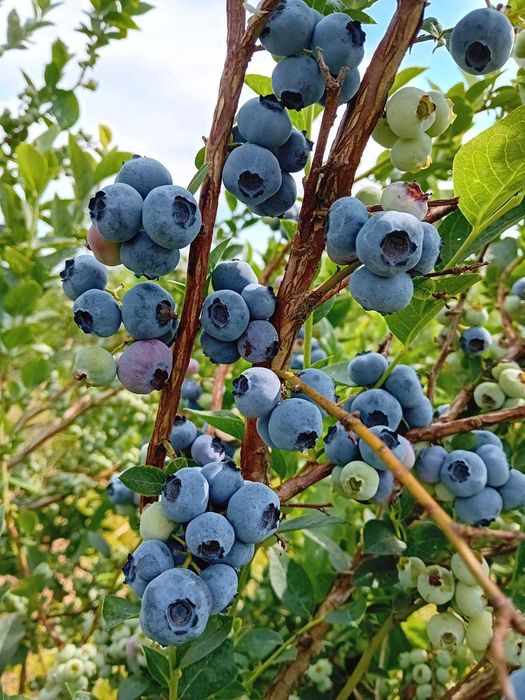 Borówka amerykańska Bluecrop Elliott 4 letnie WYPRZEDAŻ!