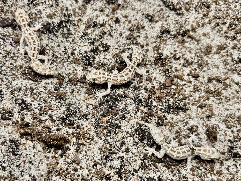 Hemidactylus imbricatus Gekon zmijowy mlode