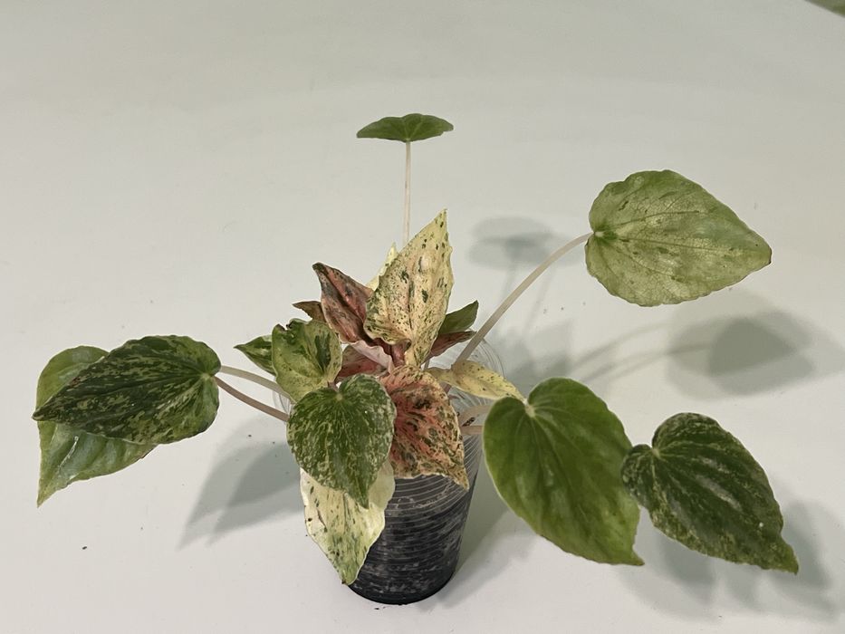 Пеперомія Pink lady пінк леді