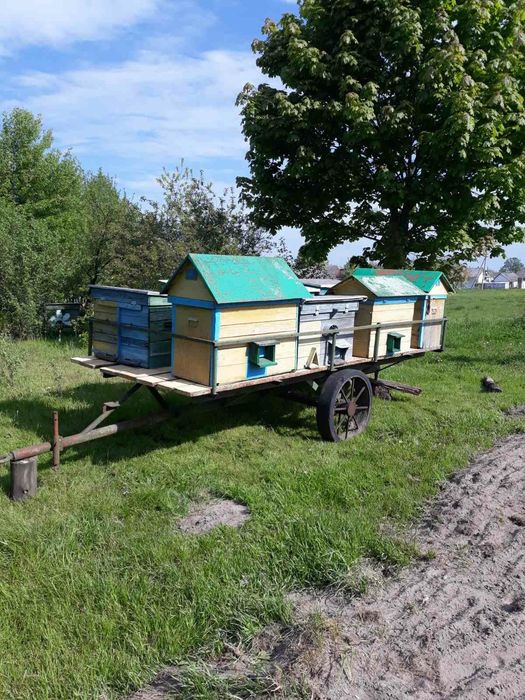 Продам переїздну пасіку.