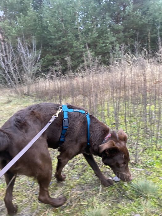 Piesek Tedi do adopcji