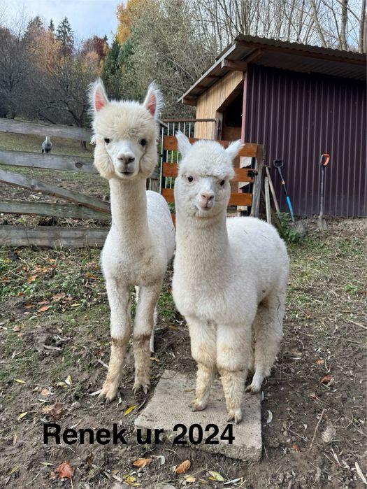 Alpaki na sprzedaż