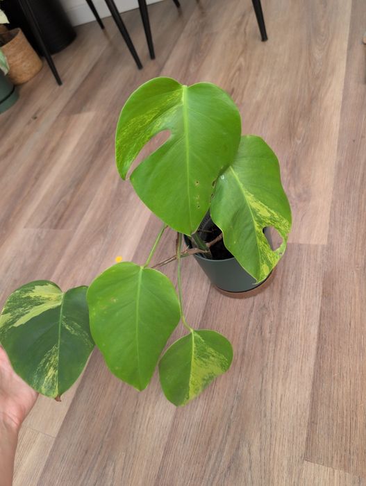 Monstera deliciosa aurea