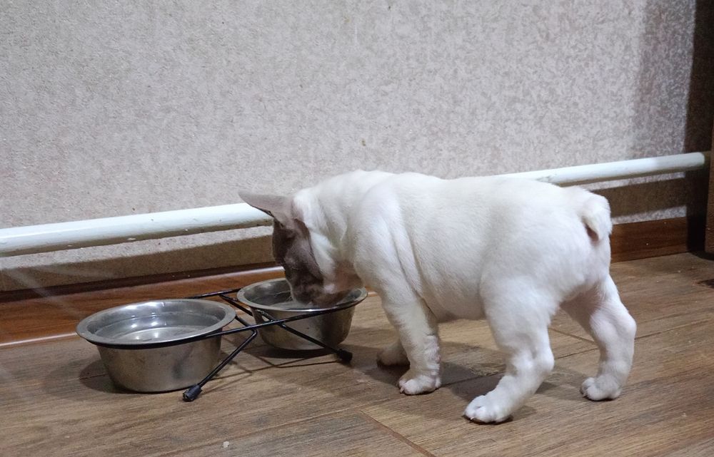 Французький бульдог