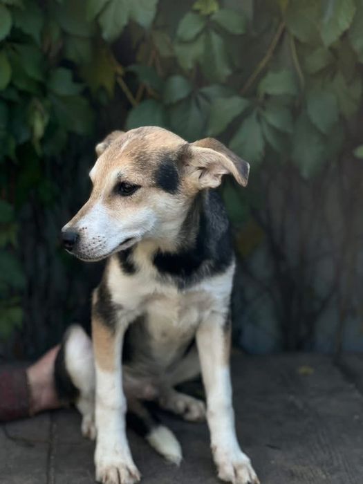 Очень добрый песик 1 год Бобрик