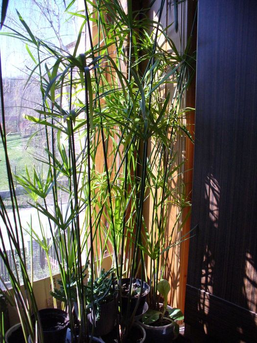 Papirus-Cibora zmienna.