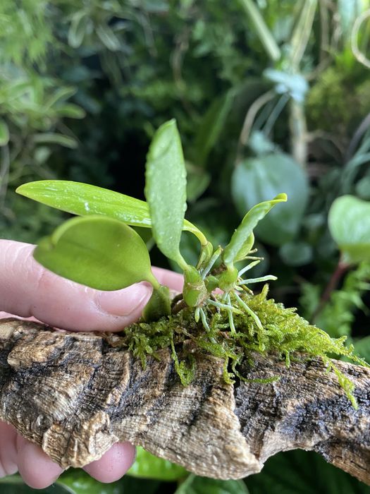Мініатюрна орхідея Bulbophyllum saltatorium var, albociliatum