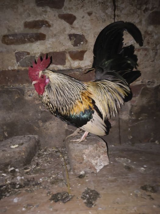 Liliputy  koguciki niebieski i pomarańcz