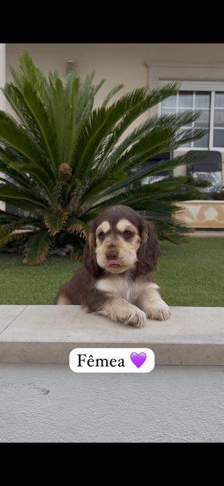 Cocker spaniel inglês fêmea