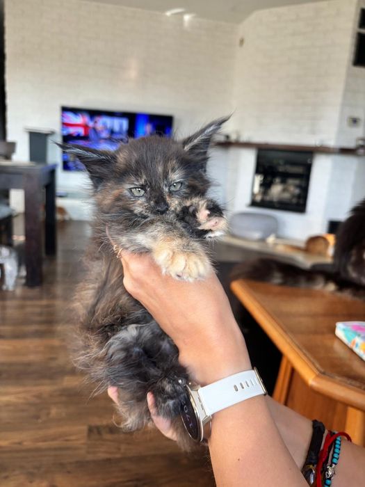 Śliczna kotka Maine Coon
