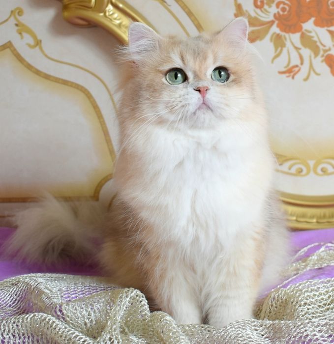 Золотая шиншилла, ау12, голубое золото , котик, продажа