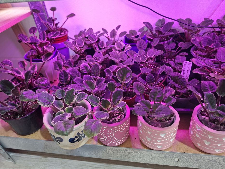 Fiołek Afrykański Veriegata