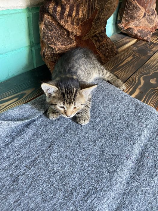 Котята безплатно