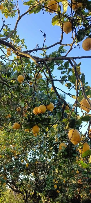 Vendo Laranjas, Clementinas, Tangerinas e Limões - Tudo 100% biológico