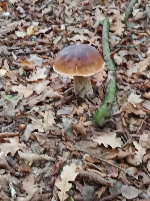 Borowik suszony zdrowy 2024